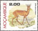 Steenbok (Raphicerus campestris)