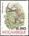 Sykes's Monkey (Cercopithecus mitis) (see Description)