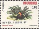 Zululand Cycad (Encephalartos ferox)