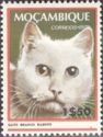 Domestic Cat (Felis silvestris catus)