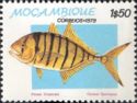 Golden Trevally (Caranx speciosus)