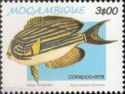 Lined Surgeonfish (Acanthurus lineatus)