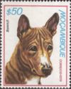Basenji (Canis lupus familiaris)