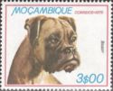 German Boxer (Canis lupus familiaris)