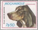 Blue Gascogne Bracke (Canis lupus familiaris)
