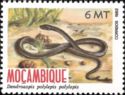Black Mamba (Dendroaspis polylepis)