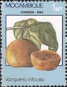 African Medlar (Vangueria infausta)