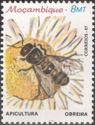Worker Bee (Apis sp.)