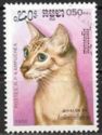 Abyssinian (Felis silvestris catus)