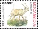 Greater Kudu (Tragelaphus strepsiceros)