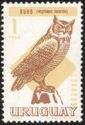 Great Horned Owl (Bubo virginianus)