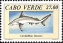 Blacktip Shark (Carcharhinus limbatus)