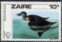 Black Scoter (Melanitta americana)