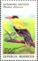 Black-naped Oriole (Oriolus chinensis)