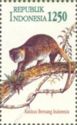 Sulawesi Bear Cuscus (Ailurops ursinus)