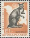 New Guinea Pademelon (Thylogale browni)