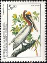 Brown Pelican (Pelecanus occidentalis)