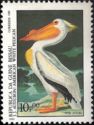 American White Pelican (Pelecanus erythrorhynchos)