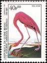 American Flamingo (Phoenicopterus ruber)
