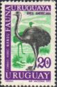 Greater Rhea (Rhea americana)