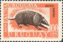 Southern Long-nosed Armadillo (Dasypus hybridus)