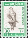 Saker Falcon (Falco cherrug)
