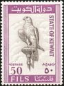 Saker Falcon (Falco cherrug)