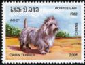 Cairn Terrier (Canis lupus familiaris)