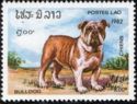 English Bulldog (Canis lupus familiaris)