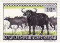 African Buffalo (Syncerus caffer)