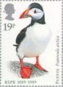 Atlantic Puffin (Fratercula arctica)