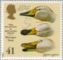 Whooper Swan (Cygnus cygnus)
