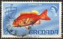 Red snapper (Lutjanus ata)