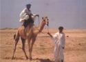 Departure on a racing camel