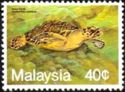 Hawksbill Turtle (Eretmochelys imbricata)