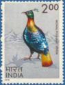 Himalayan Monal Pheasant (Lophophorus impejanus)
