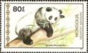 Giant Panda (Ailuropoda melanoleuca)