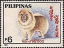 Chow-Chow (Canis lupus familiaris)
