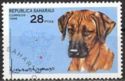 Dogs : Rhodesian Ridgeback