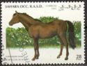 Arab thoroughbred