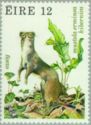 Irish Stoat (Mustela erminea hibernica)