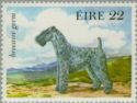 Kerry Blue Terrier (Canis lupus familiaris)