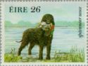 Irish Water Spaniel (Canis lupus familiaris)
