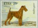 Irish Terrier (Canis lupus familiaris)