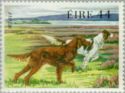 Irish Setter (Canis lupus familiaris)