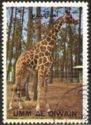 Giraffe (Giraffa camelopardalis)