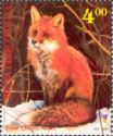 Red Fox (Vulpes vulpes)