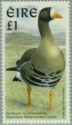 Greenland White-fronted Goose (Anser albifrons flavirostris)