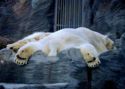 Polar bear from Prague ZOO