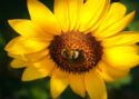 Sunflower. Bee